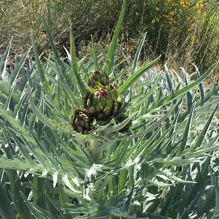 La Yurta Naranja Luxuszelt