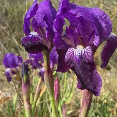 La Yurta Naranja * Finestrat