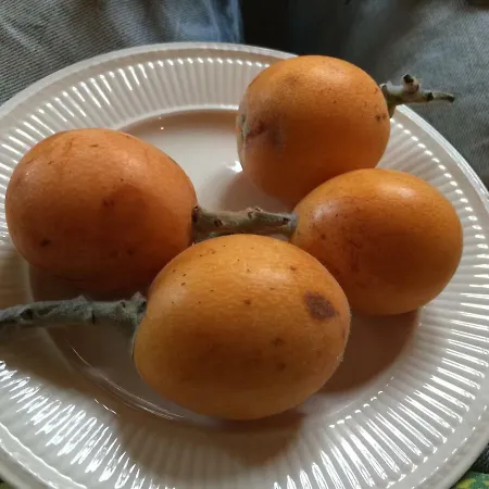 La Yurta Naranja Finestrat