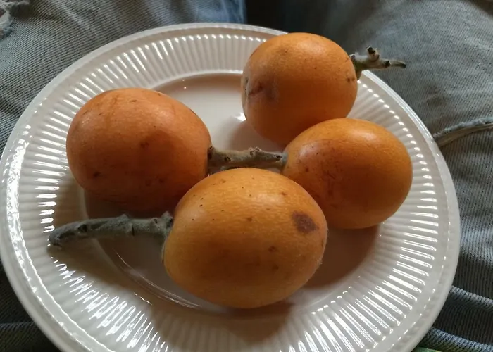 La Yurta Naranja فينيسترات